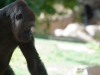 20090502 SanDiegoWildlifePark42.jpg